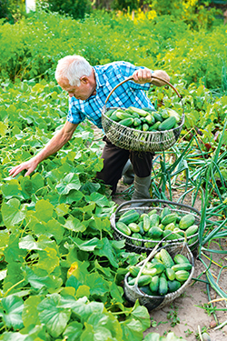 Passende Bedingungen, reiche Erträge
