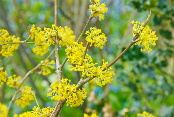 Wildobst - Blüten der Kornelkirsche