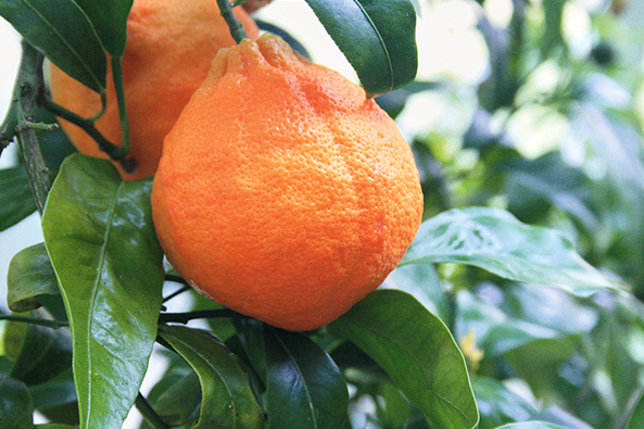 ‘Sanford Curafora’