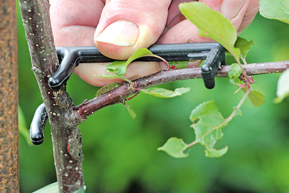 Formierhilfen für Spindelbäume