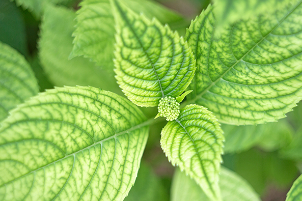 Kalkchlorose