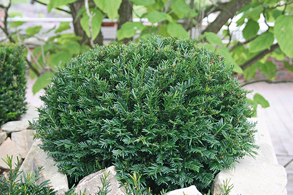Eibe ‘Renke’s Kleiner Grüner’