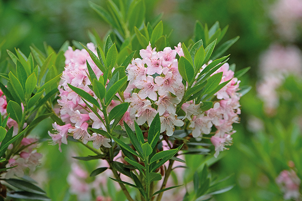 Rhododendron ‘Bloombux’