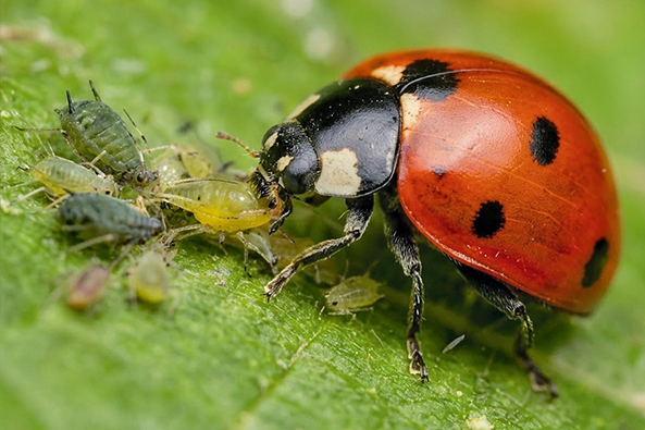 Biologische Schädlingsbekämpfung Biologische Schädlingsbekämpfung