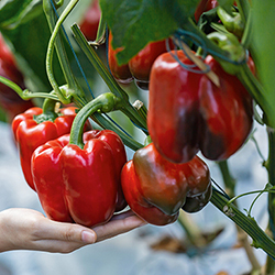 Paprika