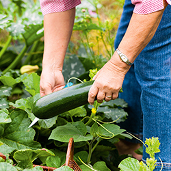 Zucchini