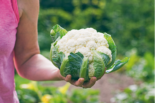Blumenkohl