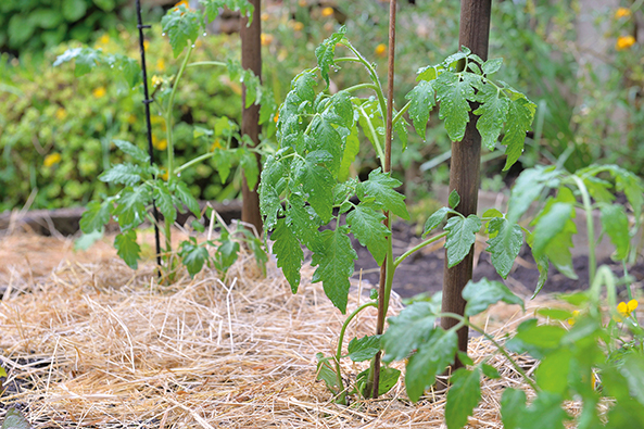 Freilandtomaten