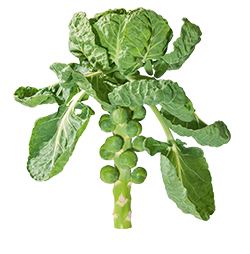 Rosenkohl