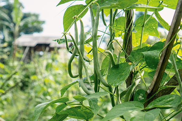 Bohnen aus dem eigenen Garten
