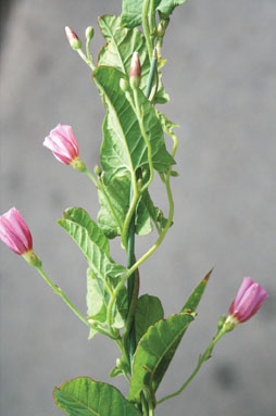 Ackerwinde (Convolvulus arvensis)