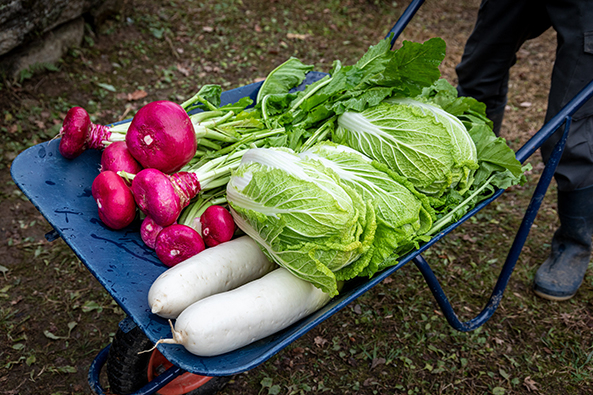 Kohl, Radieschen und Rettich in einer Schubkarre