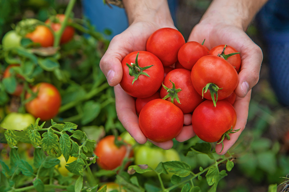 Tomatenernte