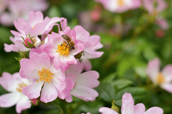 Noack Rose ‘Feivel’ Noack Rose ‘Feivel’