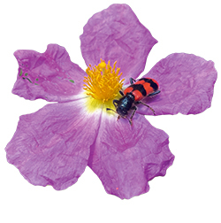 Zistrosenblüte