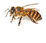 Bienenstiche