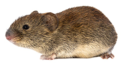 Maus