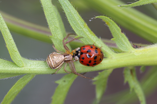 Sumpfkrabbenspinne erbeutet Asiatischen Marienkäfer