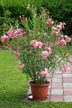 Oleander