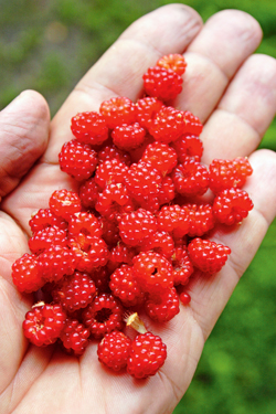 Japanische Weinbeeren