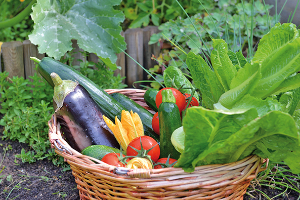Gartentipp: Ernten und schneiden