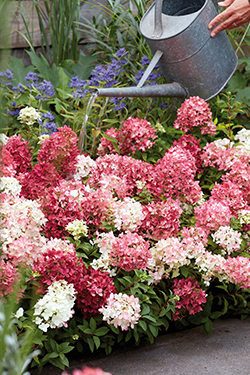 Hortensie ‘Groundbreaker’