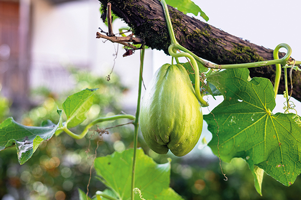 Chayote