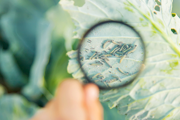 Krankheiten und Schädlinge an Kohl