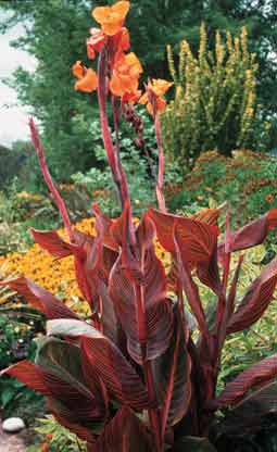 Westindisches Blumenrohr