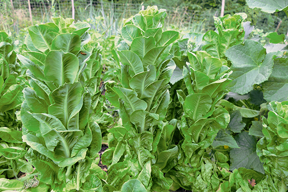 Romana-Salat
