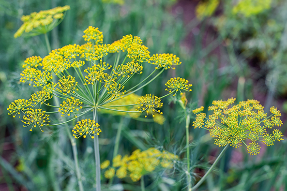 Essbare Dill-Blüten