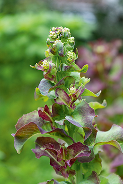 Knospen an Salat