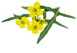 Rucola