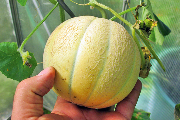 Honigmelone