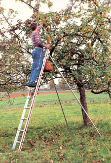 Freistehende Obstbaumleiter