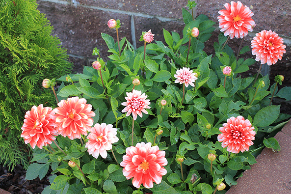 flowerbed with bright red chrysanthemums on the background of a brick wall