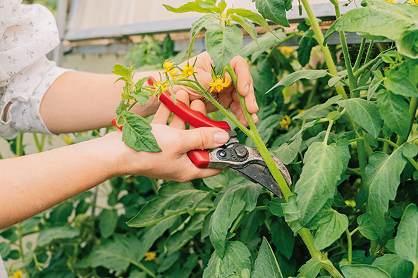 Tomatenpflanzen