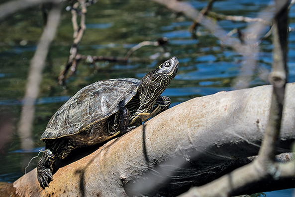Falsche Landkarten-Höckerschildkröte
