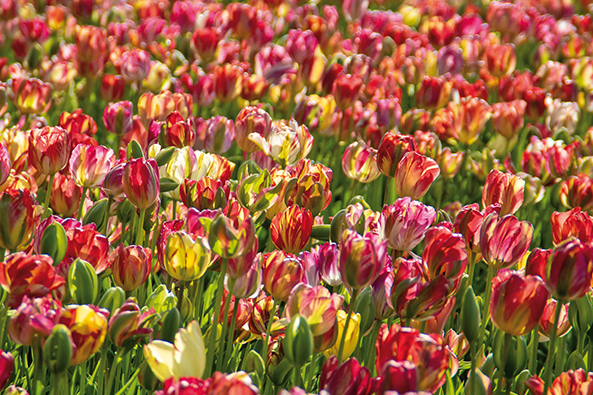 Tulpensorte ‘Sea of Lights’