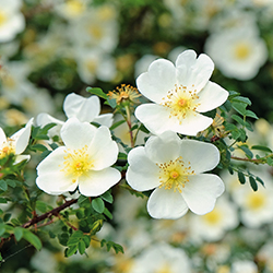 Bibernellrose