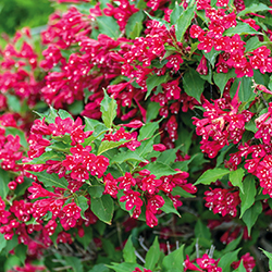 Weigelie ‘Red Prince’