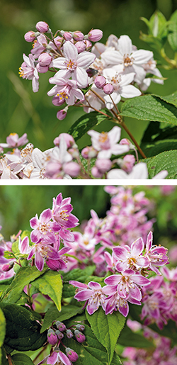 Deutzie ‘Strawberry Fields’ und ‘Mont Rose’
