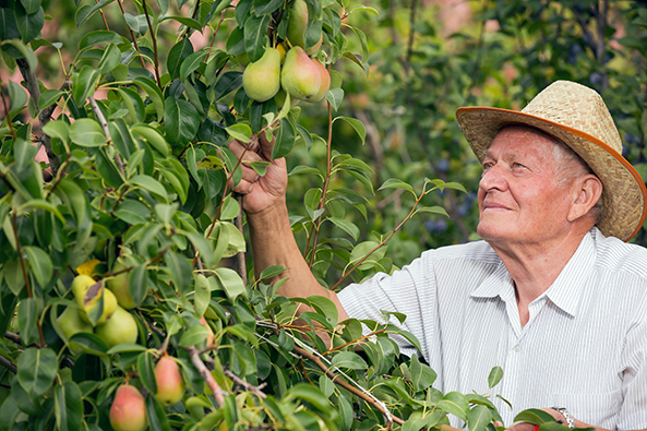Basiswissen Obstgehölze