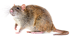 Ratten im Kleingarten