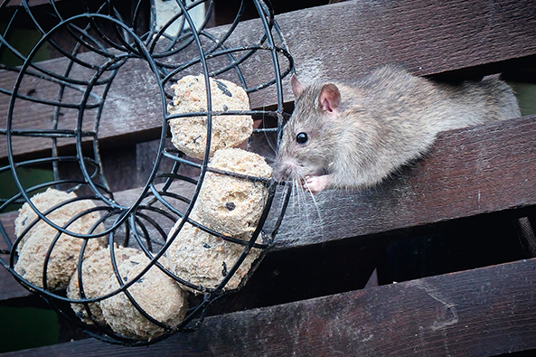 Vogelfutter sollte nicht erreichbar sein