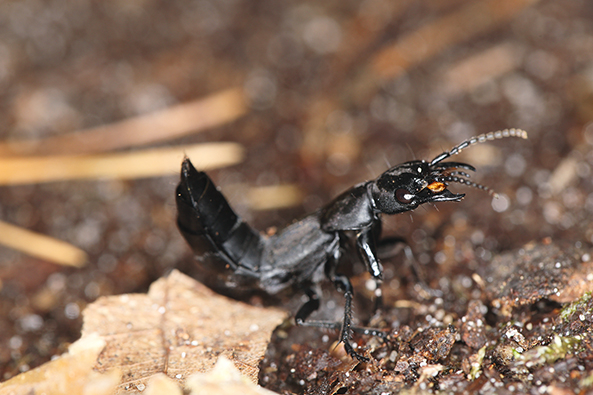 Schwarzer Moderkäfer