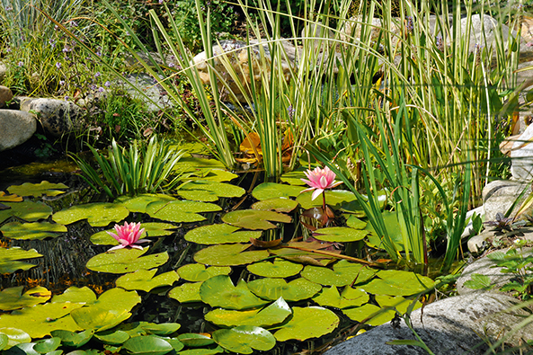 Ökologisch wertvoll - ein Teich