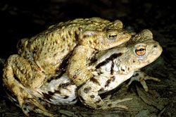 Erdkröten