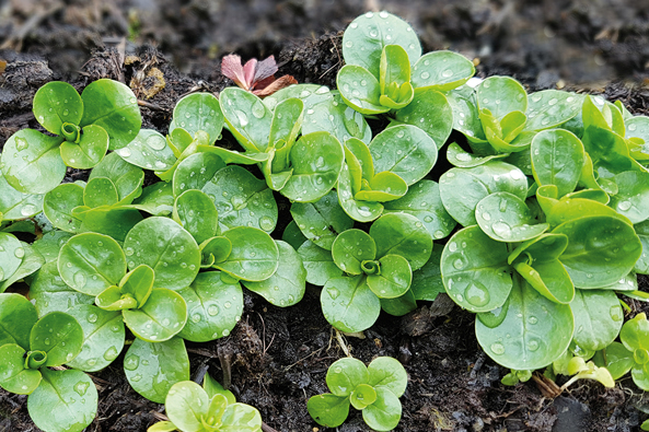 Feldsalat