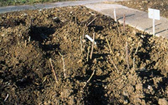 Veredlungsstelle vor Frost schützen